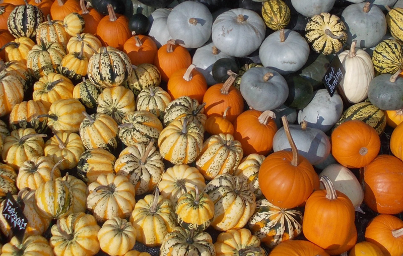 Tipos de calabaza. Wikimedia Commons